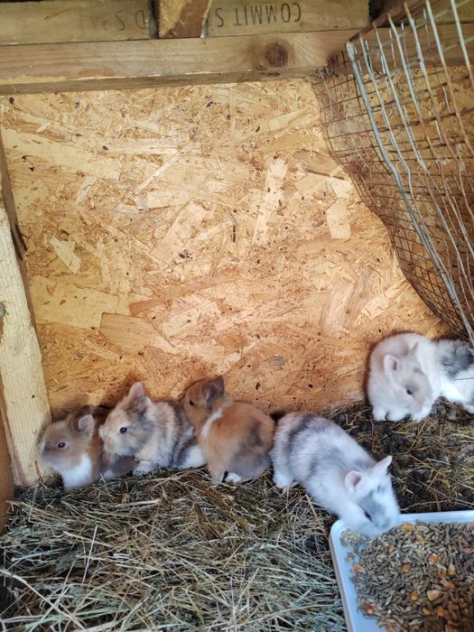 Vând iepuri cap de leu