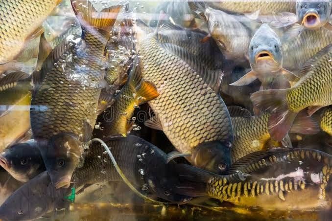 Живая рыба Сазан Карп