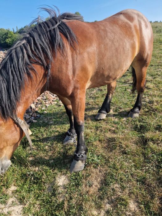 Vand iapa in varsta de 5 luni