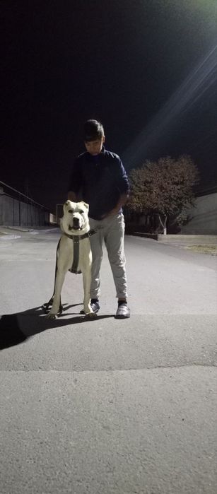 Alabay sotiladi 13 oyli