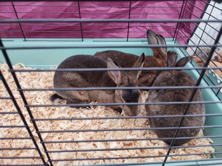 Iepuri rex castor și negru