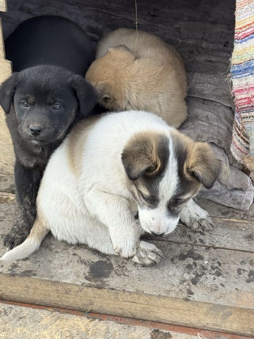 Щенята бесплатно