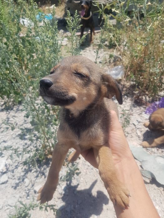 chotki kuchuk yaxshi qaralgan pitbulga qochgan