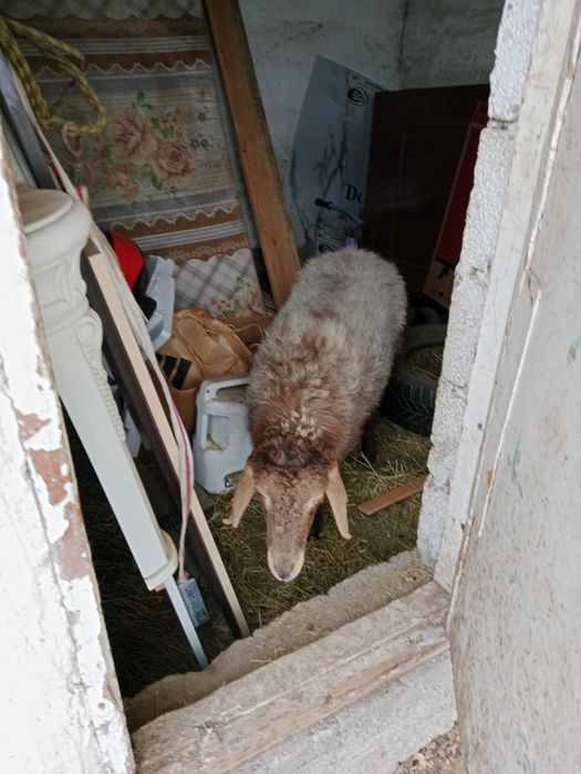 Бордақы ұрғашы тоқты