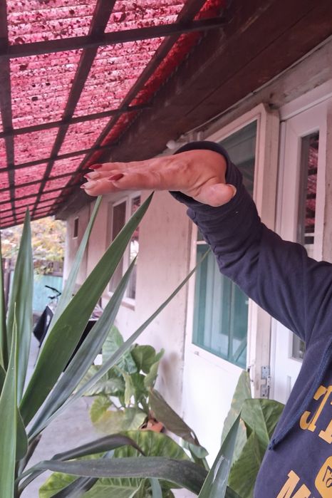 Palmier Yucca de interior