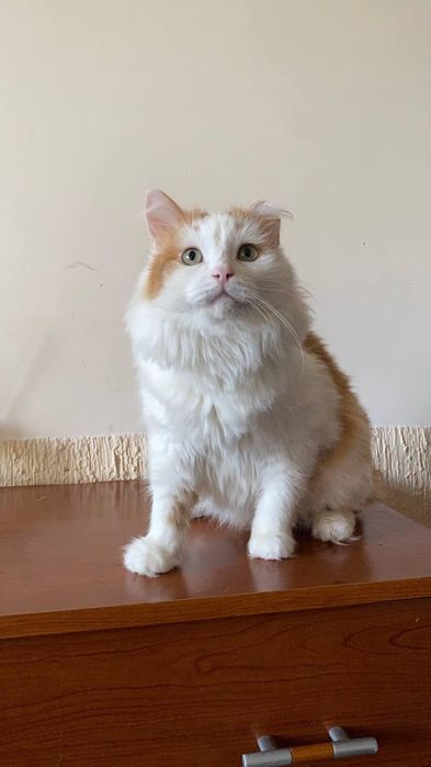 Коты и кошки с домашней передержки