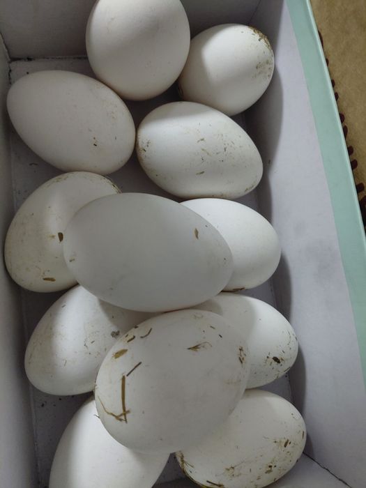 Инкубационные гусинные яйца