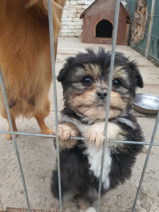 Ofer spre adopție  cățeluși