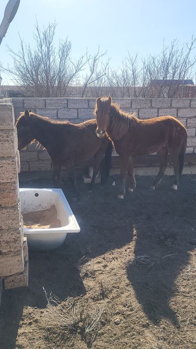 Жылкы жылкы. Лошади