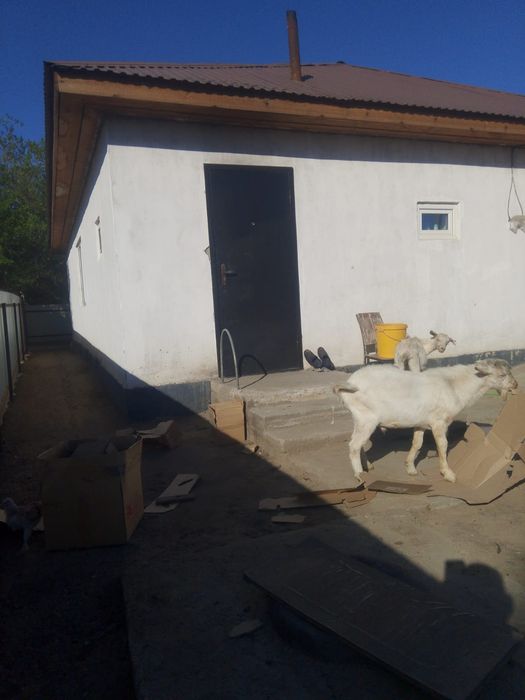Продам козёл теке