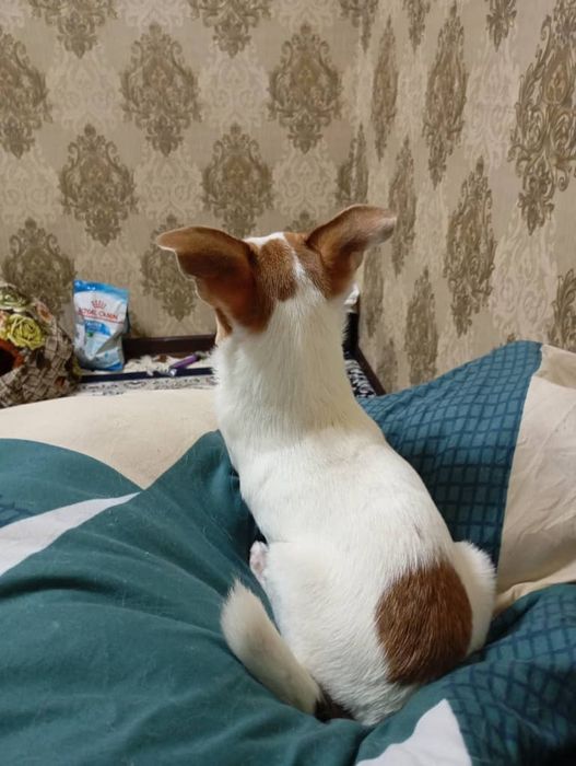 Собака чхвахува малчик