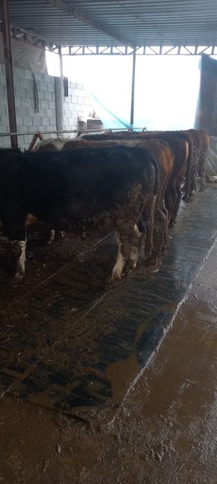 Зотдор моллар сотилади