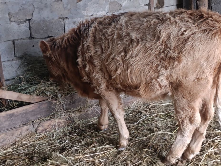 1 бас тайынша ұрғашы