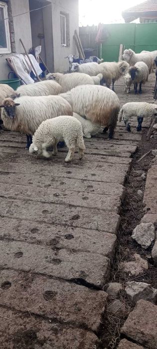 Oi si capre impreuna cu iezi si mieluti