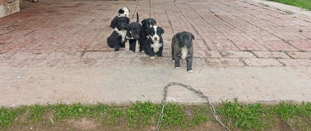Щенята по 50000 сум