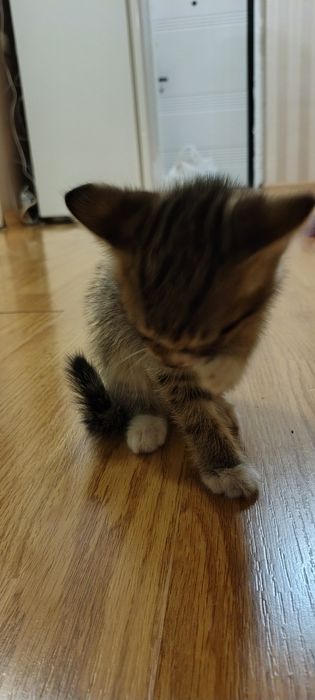 Котёнок, маленький