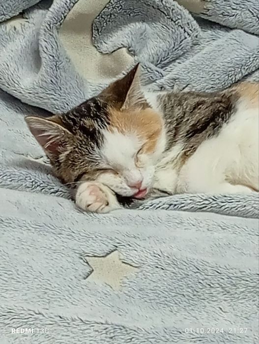 Отдам кошку в добрые руки