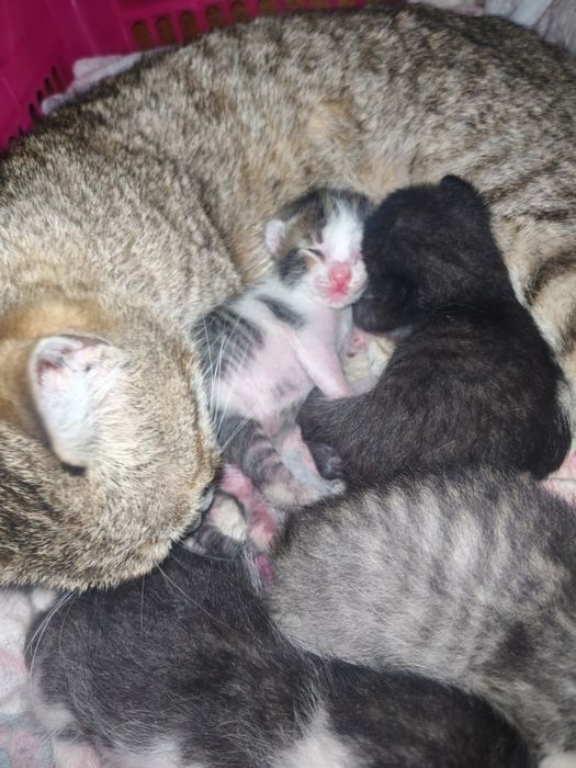 Отдам котят в добрые руки