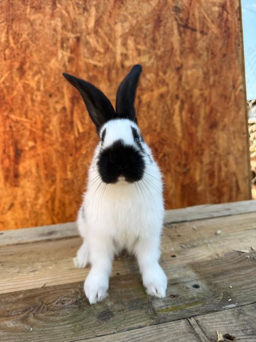 Disponibili puiu de fluture german și o femela janet de 3.5 luni sau schimb cu diverse pasarii