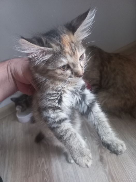 Mushuk ona 2 ta bollasi bilan tekinga