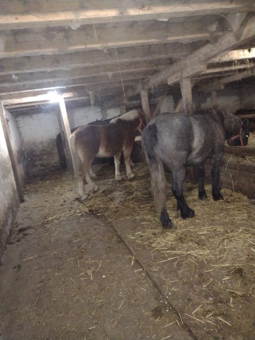 Cai de vanzare , manze gestante