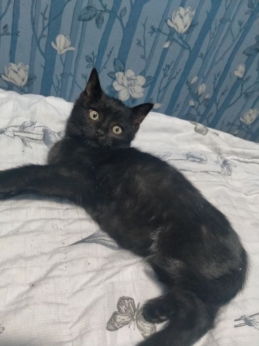 Котёнок 2,5 месяца