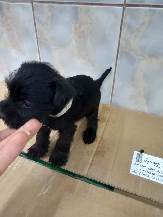 Schnauzer pitic negru