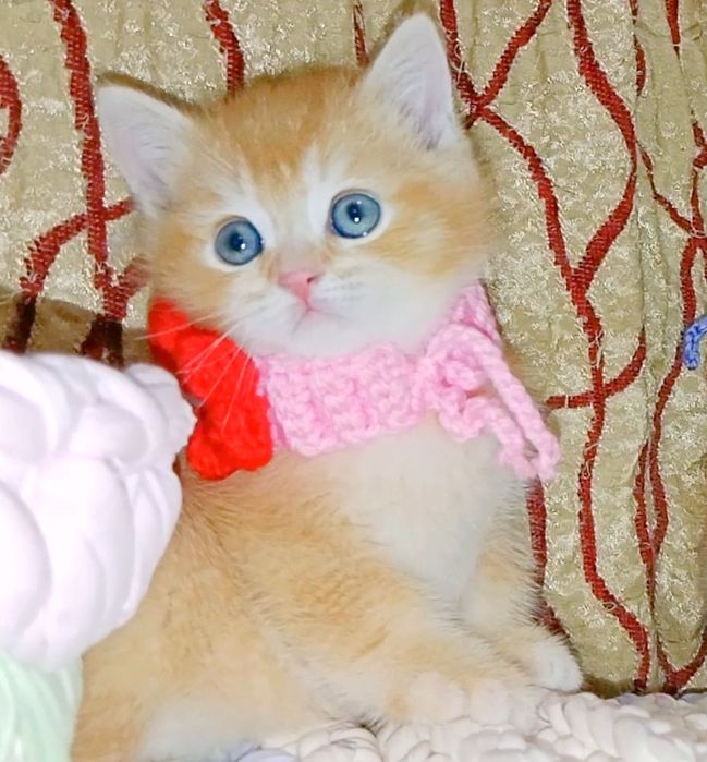 Роскошный Золотой Шиншила ny12 зеленоглазый мальчик