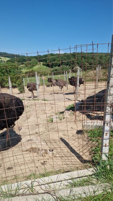 Struți, oua proaspete