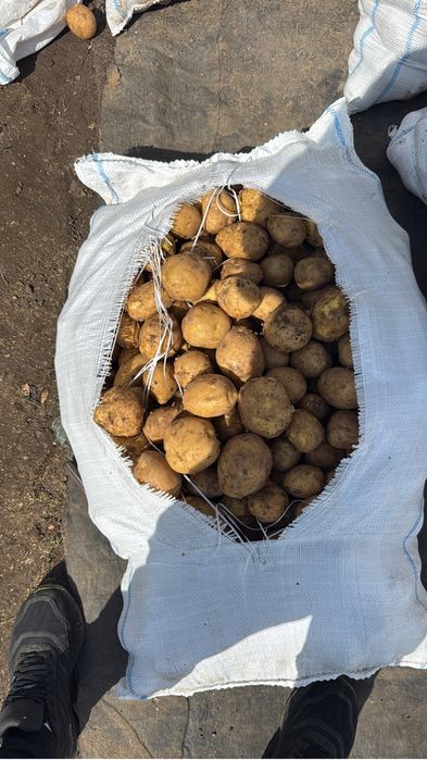 Картошка коломбо 90 из Павлодара