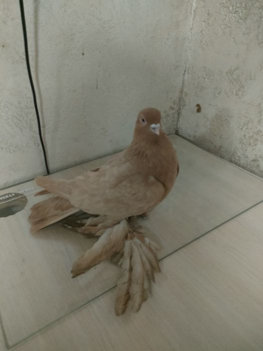 Голуби голуби голуби