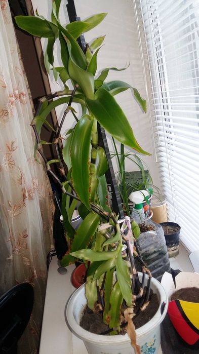 Цветы Золотой ус. Лук