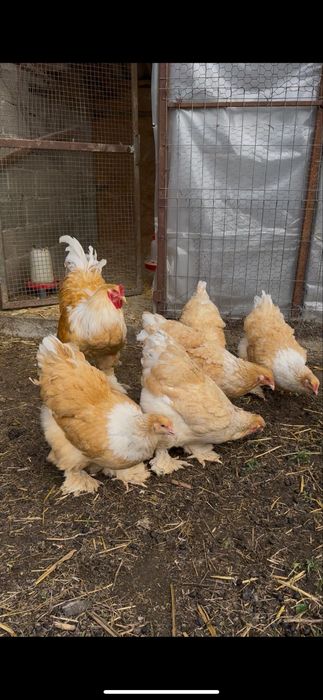 Familie brahma lemon 5+1