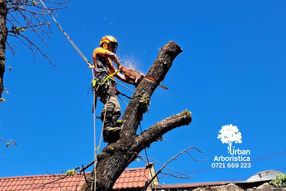 Toaletare Copaci Brașov - Îngrijire arbori pomi Toaletat arbuști