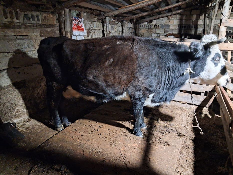 Продам корову дойную