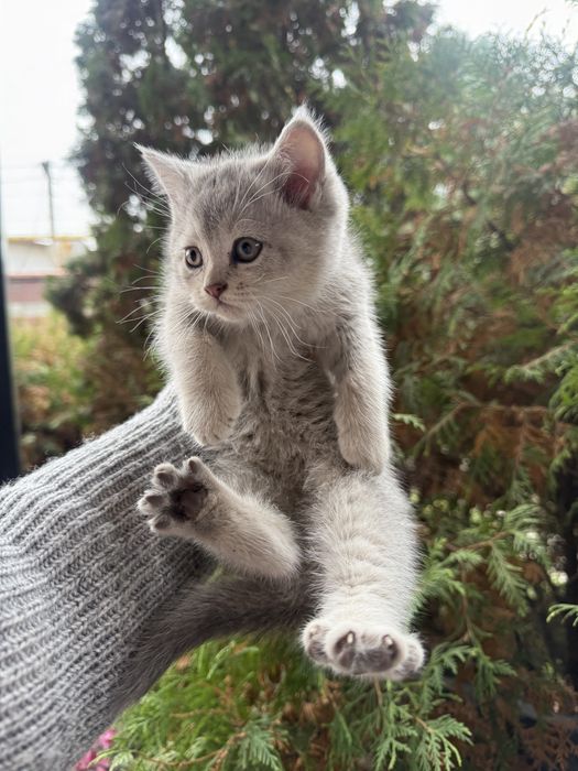 Отдам котят в хорошие руки!