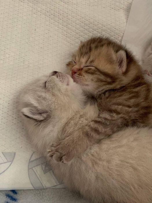 Scottish fold  shinshilla