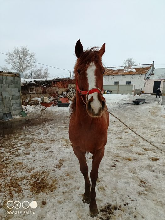 Продам  жеребца.