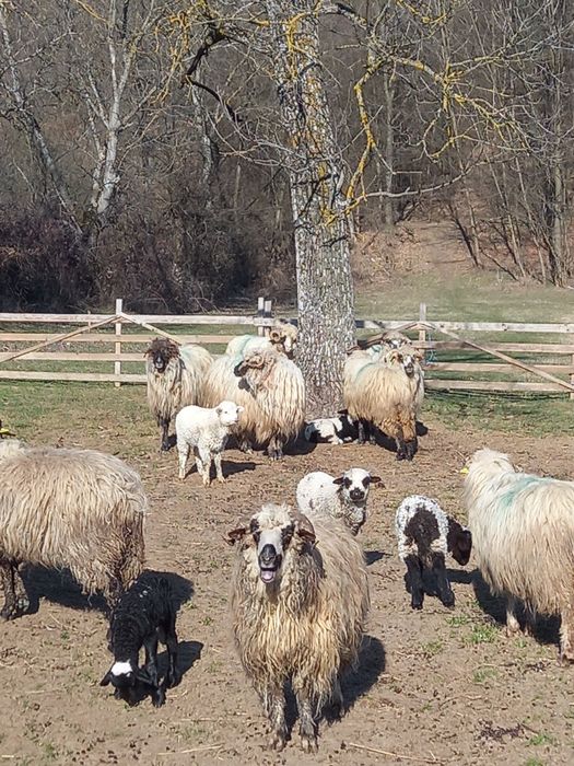 Oi cu miei noatine și berbeci 550