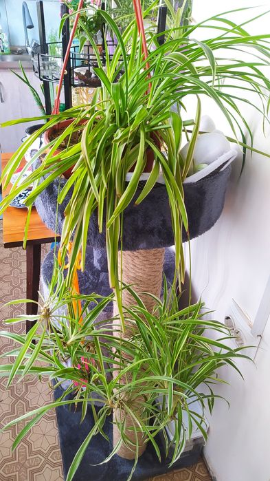 Продам Хлорофитум и Сигнониум.