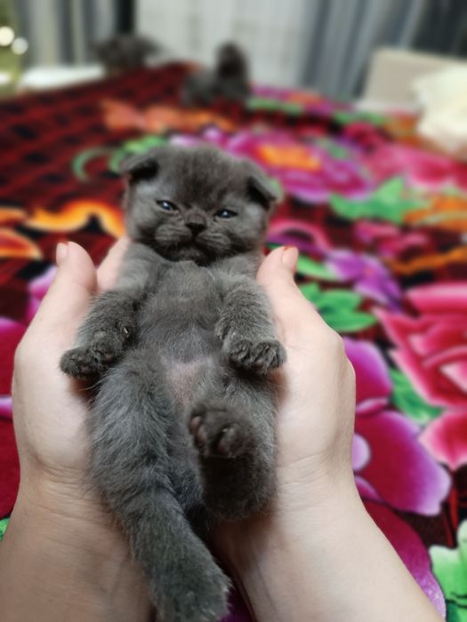 Продам котят британцев