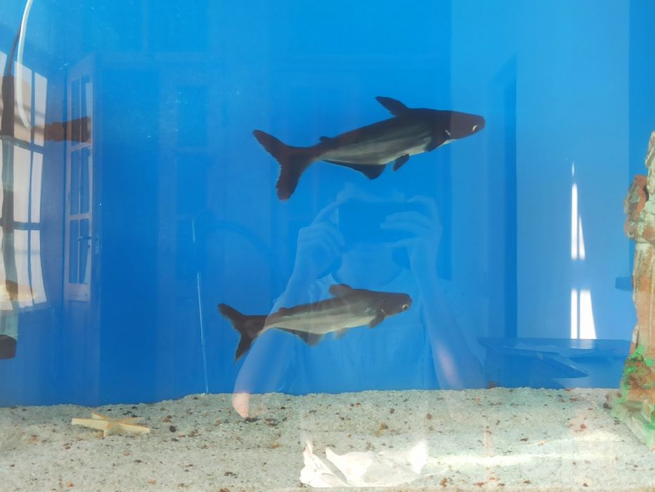 Akula pangasius srochno 30sm