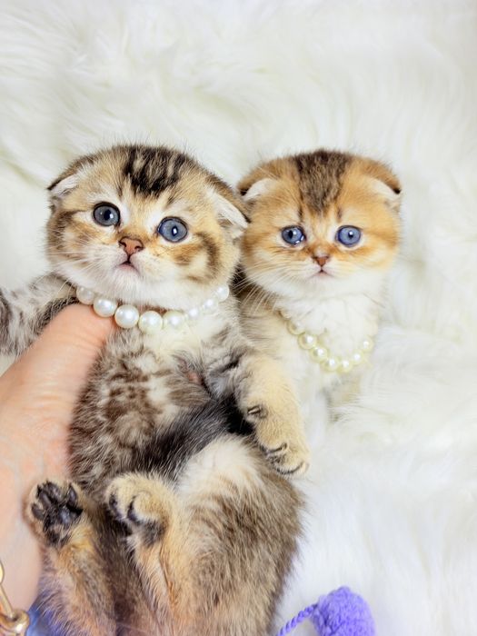 Чистокровные котята