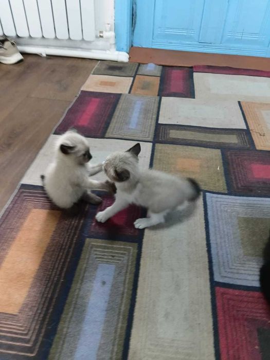 Отдам котят в добрые руки!