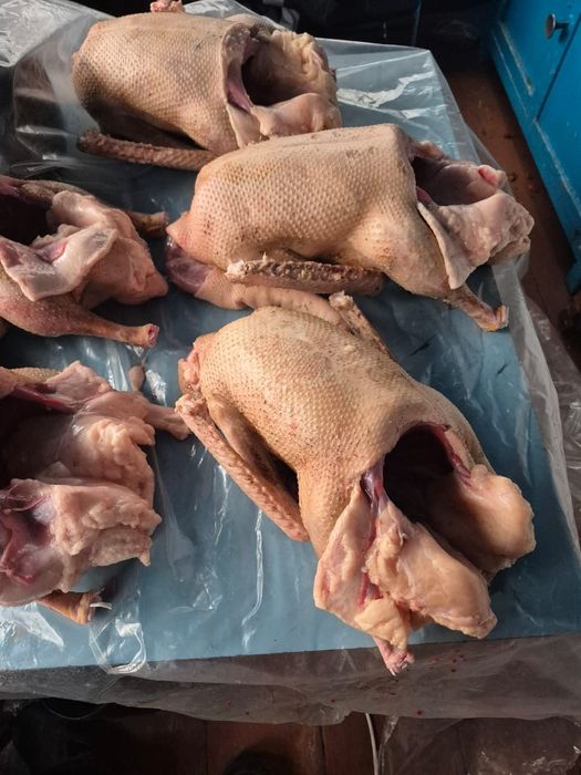 Продам гусей доманих