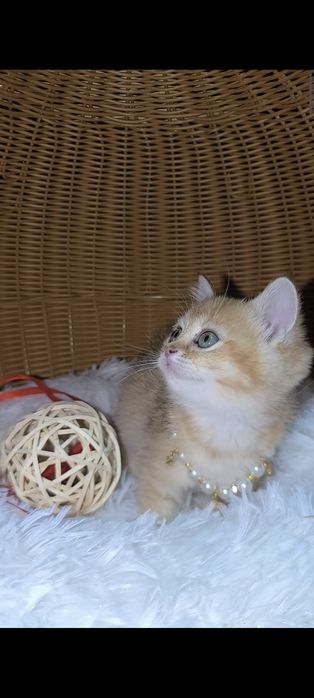Золотая шиншилла чистокровные котята.