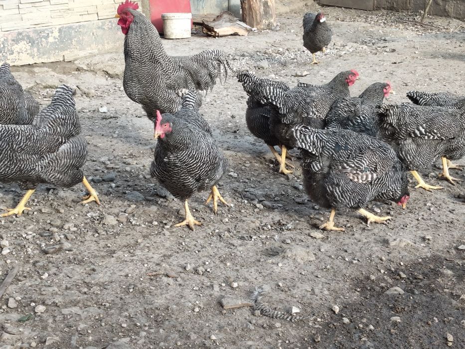 Vând ouă pentru incubat rasa Plymouth Rock barat!