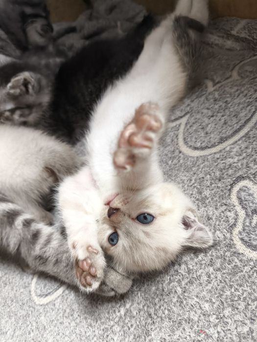 Котята вислоушки и британки