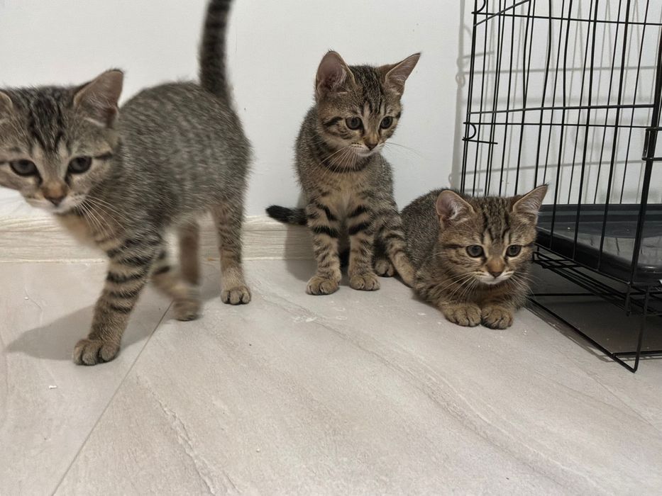 Малка Котенца За Даване!!