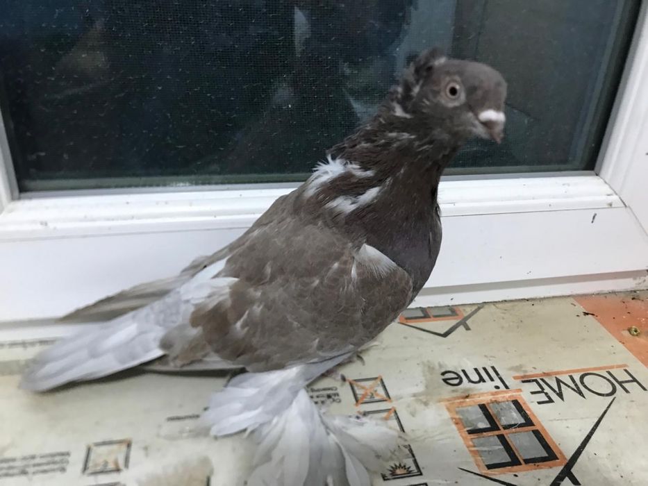 Голуби лётные продам